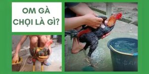 cách om gà chọi