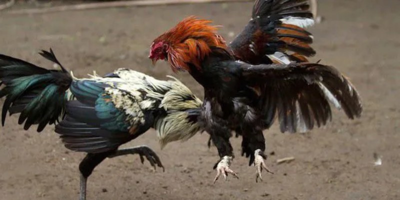 Định nghĩa về trường gà Sabong