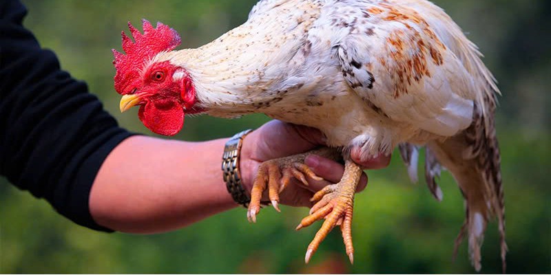 Hướng dẫn làm nước om gà chọi đơn giản tại nhà