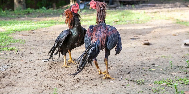 Lợi ích om gà chọi đối với sức khỏe chiến kê