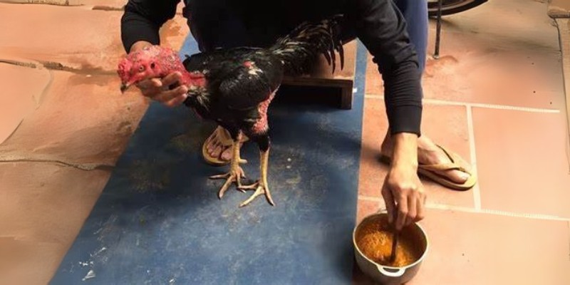 Om gà chọi với rượu nghệ để da đỏ dày hơn