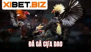 đá gà cựa dao