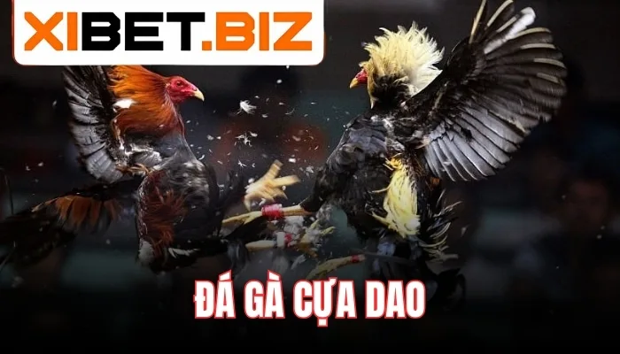 đá gà cựa dao