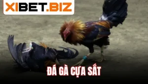 đá gà cựa sắt